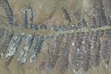 Fossil Fern (Pecopteris) - Mazon Creek #121097-1